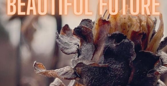 Seeding A Beautiful Future: Online Herbalism Course