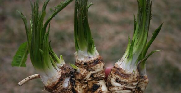 Wild Food Workshop