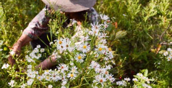 Indigenous Forest Gardening