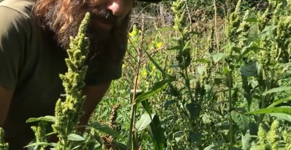 Wildculturing Late Summer Amaranth