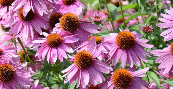 Echinacea, Snake Root and Snake Oil