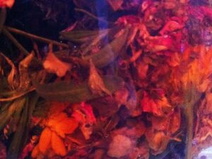 The Sacred Gardener, Herbal Toner