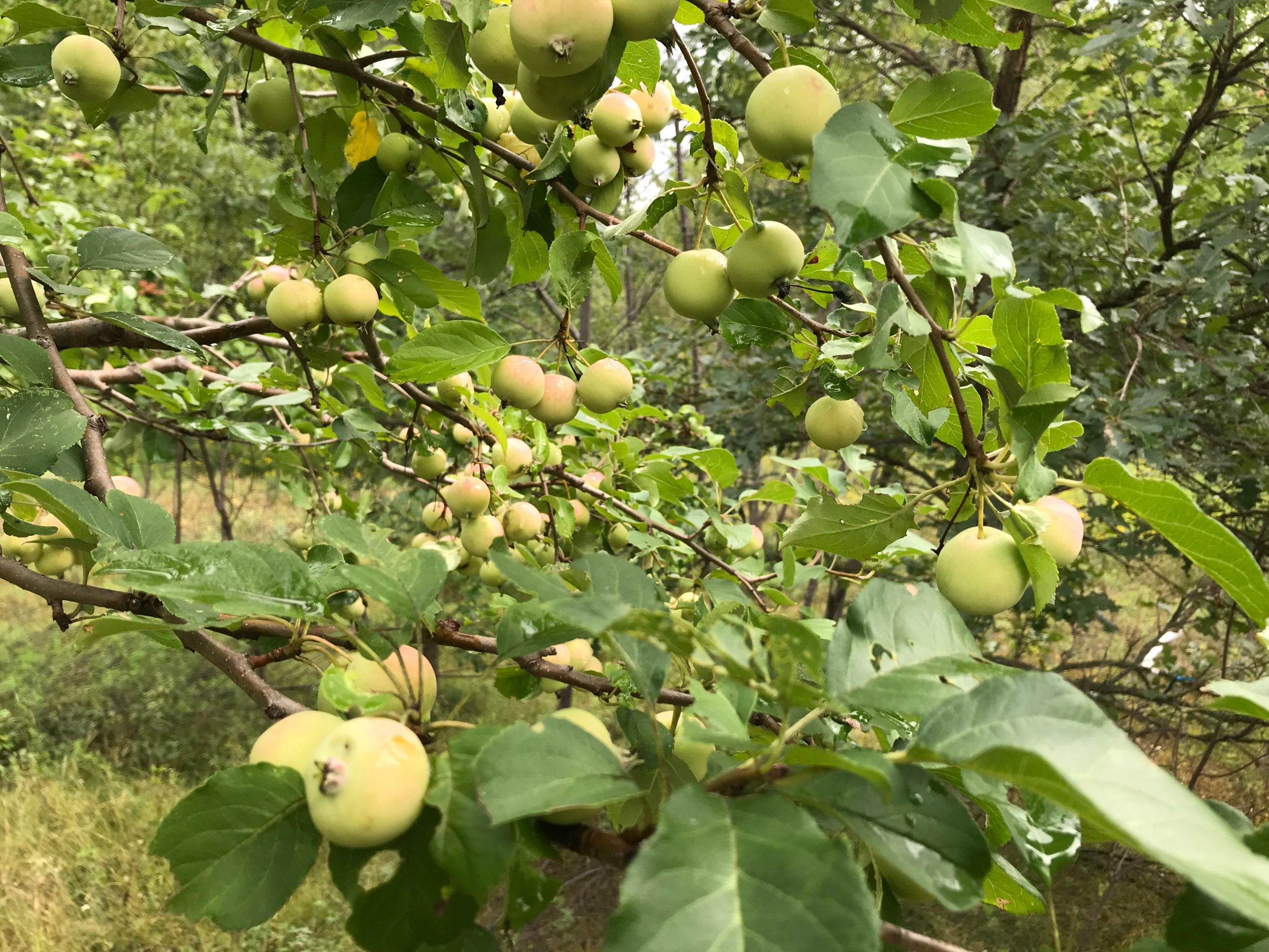 Innocence, Consciousness and Conscience