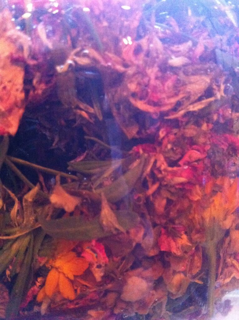 The Sacred Gardener, Herbs in Witch Hazel
