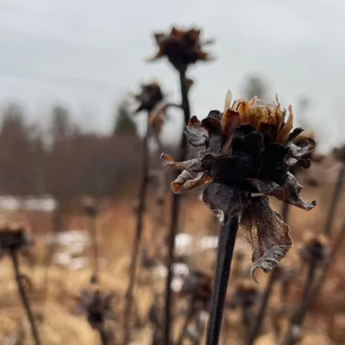 Seeding a Beautiful Future: Online Course