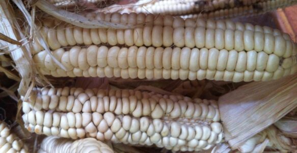 The Bright Eyes of Divinity; Jewels at the Heart of Existence