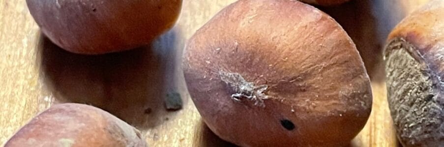 The Venerable Hazelnut, Generous & Versatile