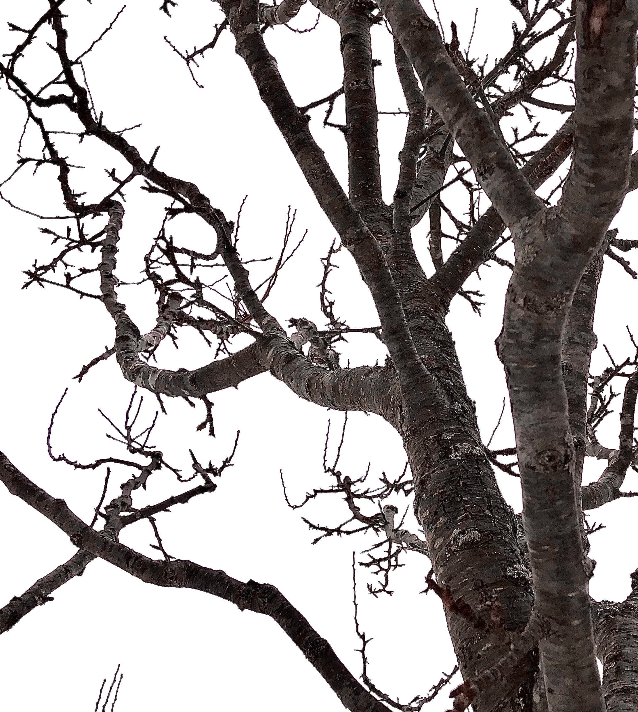 Teacher Trees – Part 1