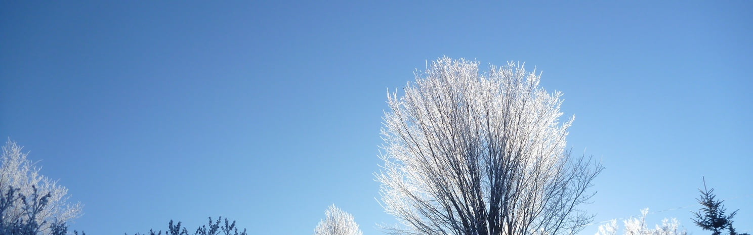 Winter is the Time for Dreaming