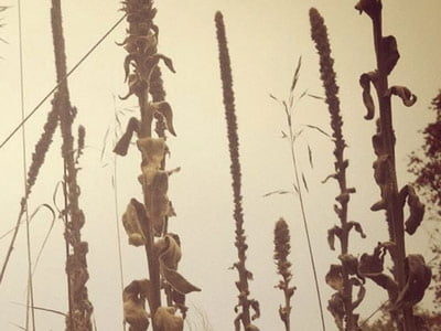 The Shamanic Origins of Herbalism