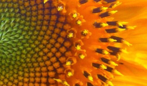 The Sacred Gardener sunflower