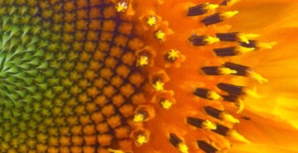 Who or What is The Sacred Gardener?