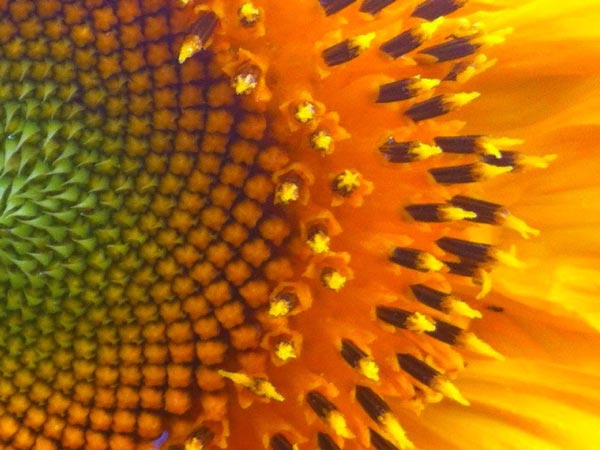 The Sacred Gardener sunflower