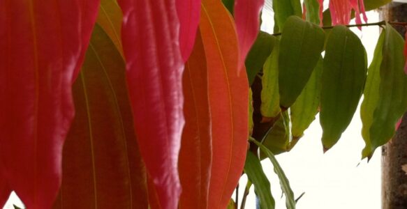 Goddess in the Greenhouse