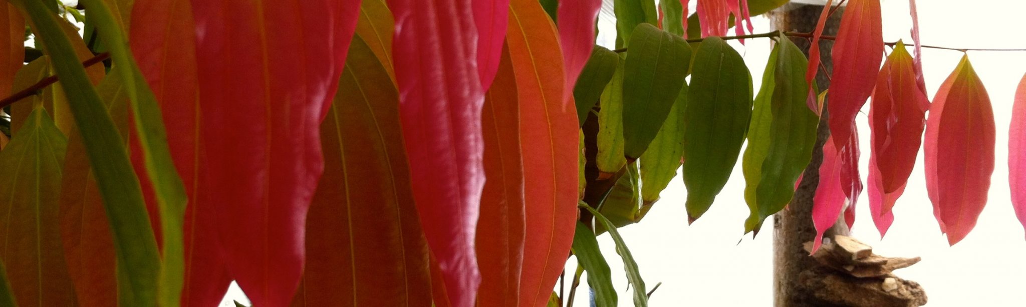 Goddess in the Greenhouse