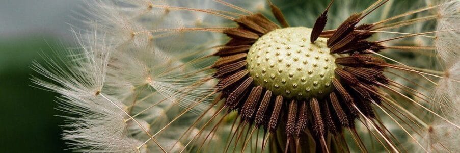 Seeding a Future of Beauty, Fecundity and Healing