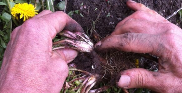 Killaloe Herbal Project