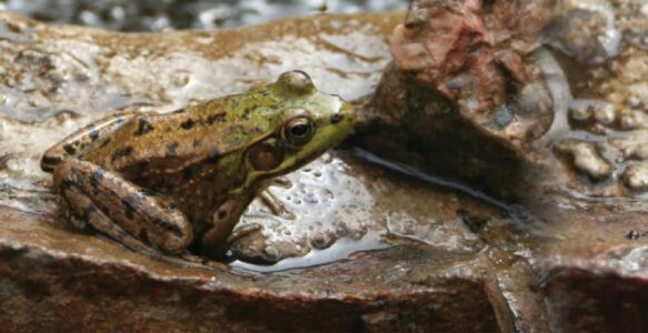 Spring in the Greenhouse