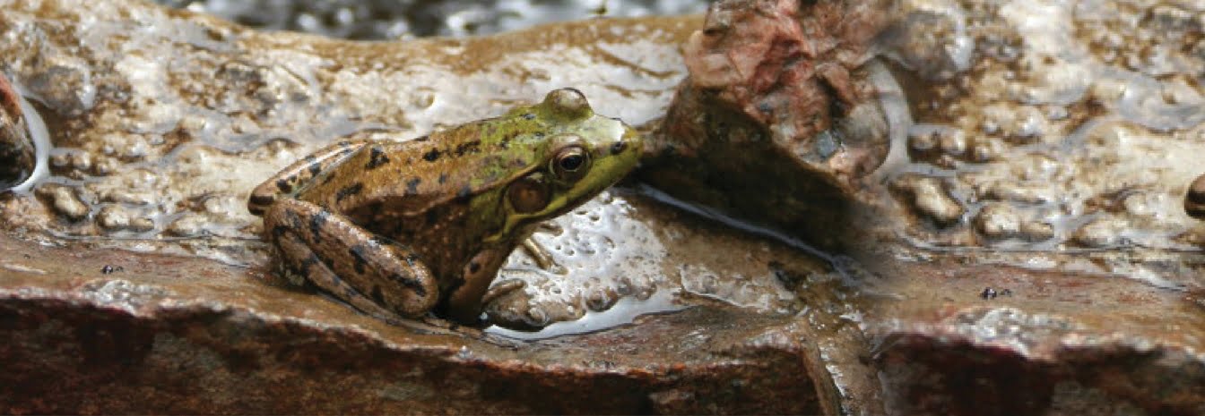 Spring in the Greenhouse