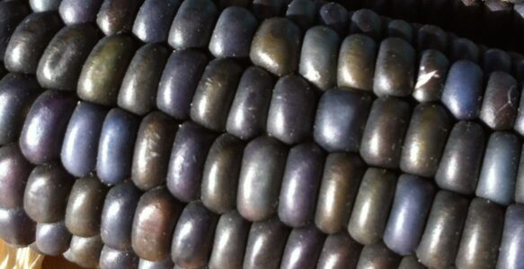 Sacred Corn Mother (and a recipe to prepare Her)