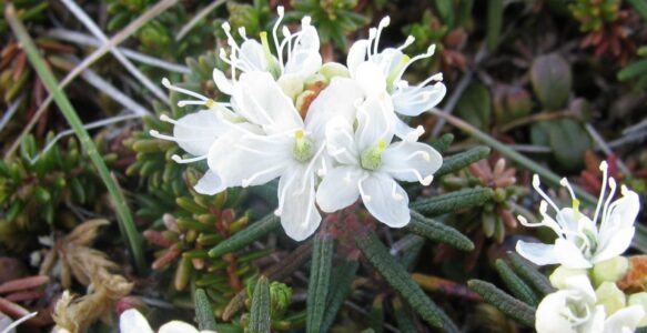 Labrador Tea