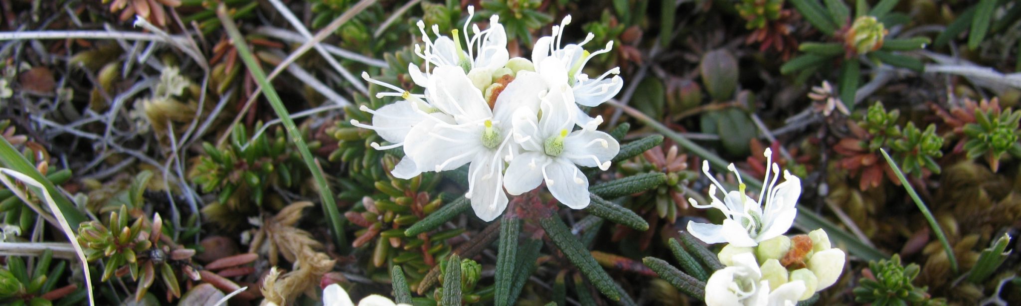 Labrador Tea