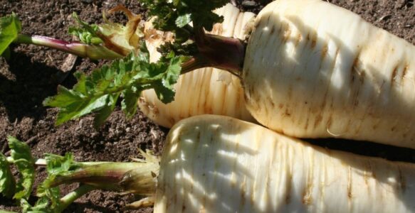 Seed medicine stories of the carrot family