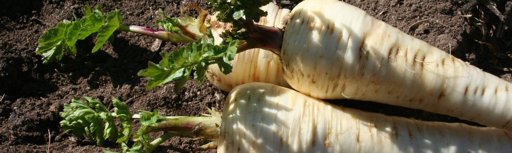 Seed medicine stories of the carrot family
