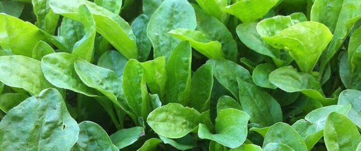 Plantain: Traveller’s Talisman