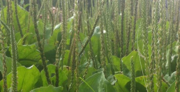 Wild Seed Flour