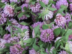 herbal medicine Steven Martyn herbs red clover