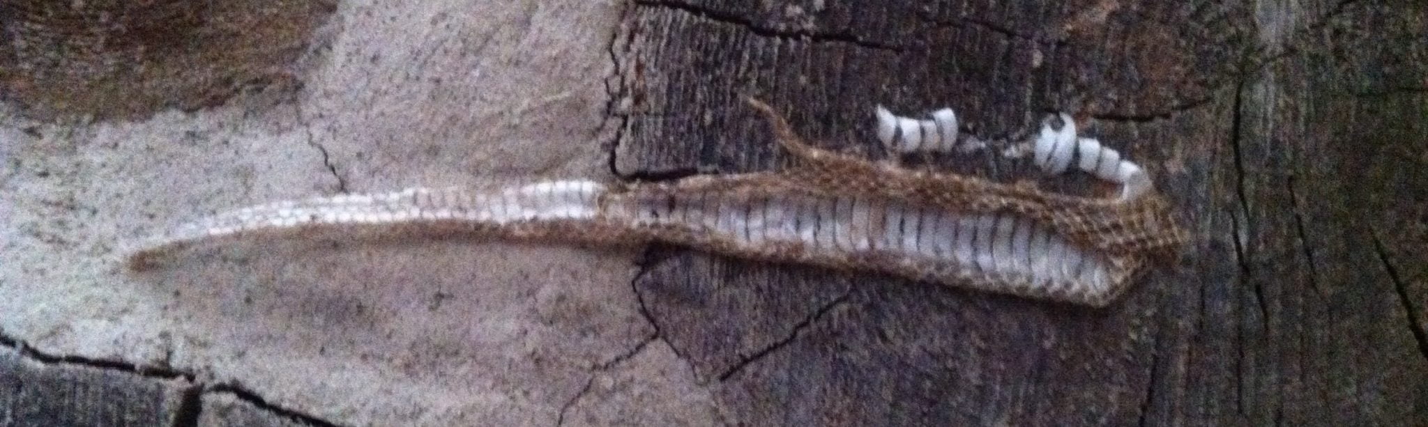 Shedding Skin