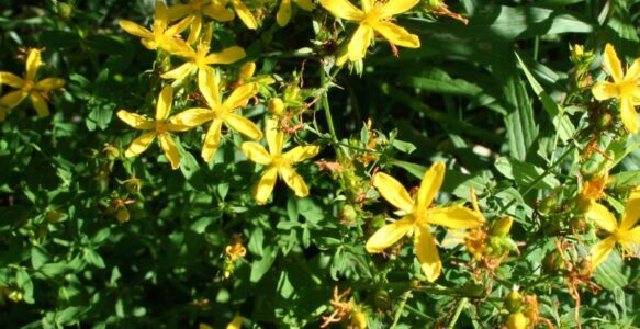 St. John’s Wort: The First Healer