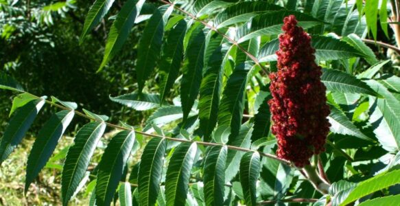 At our core we are all healers