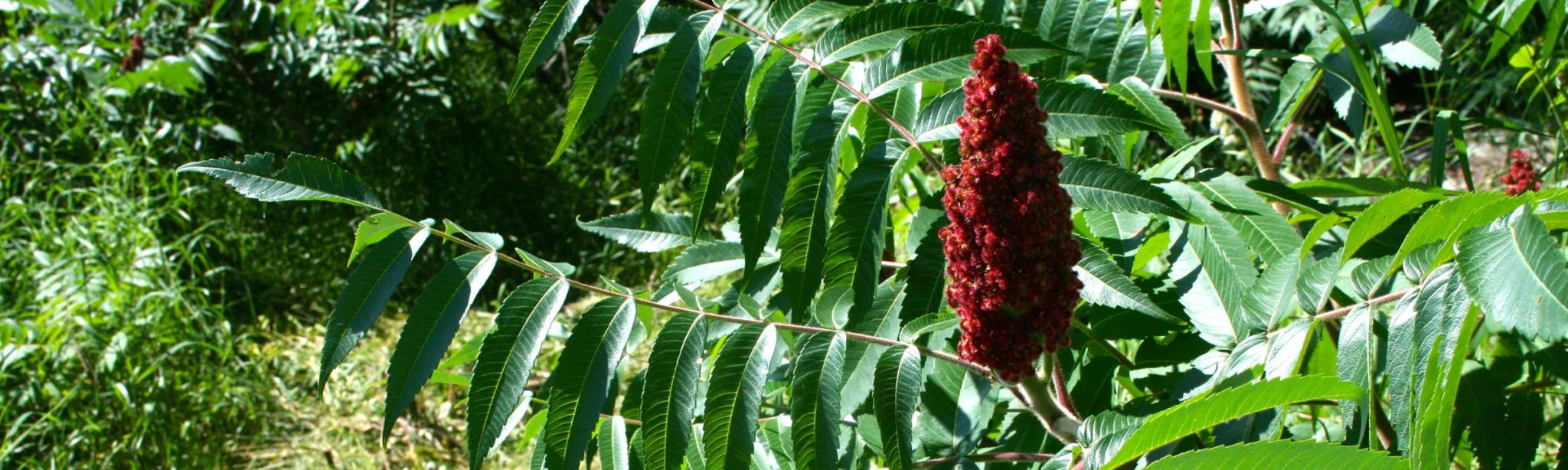 At our core we are all healers