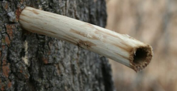 Honouring Spring’s Wild Food