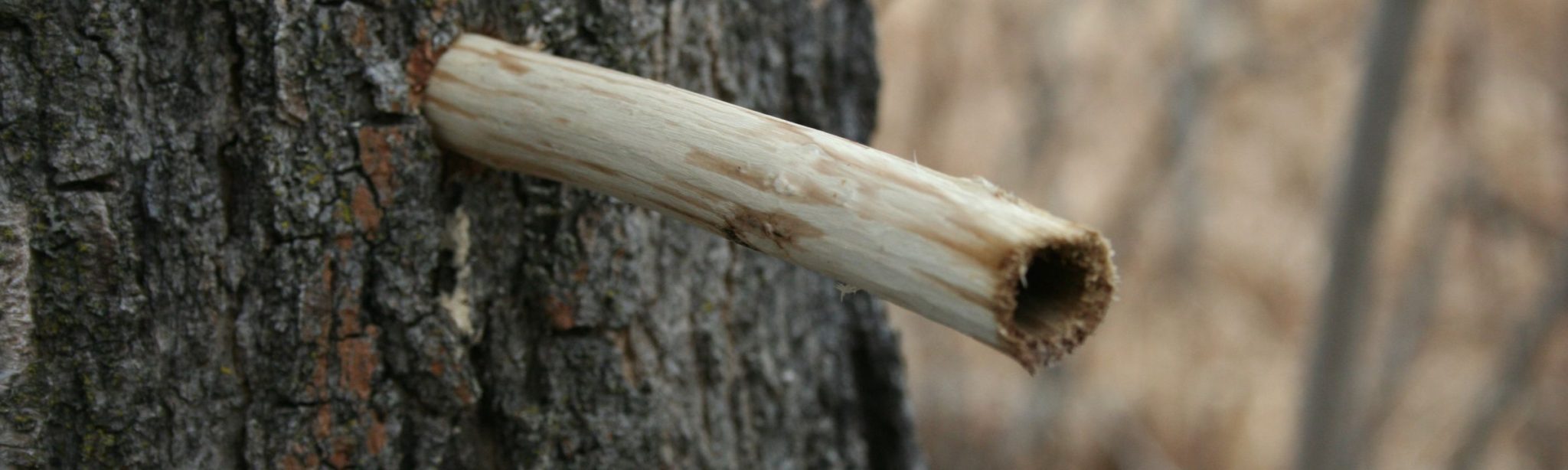 Honouring Spring’s Wild Food