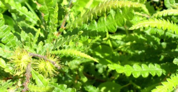 Sweetfern: winter’s warm companion