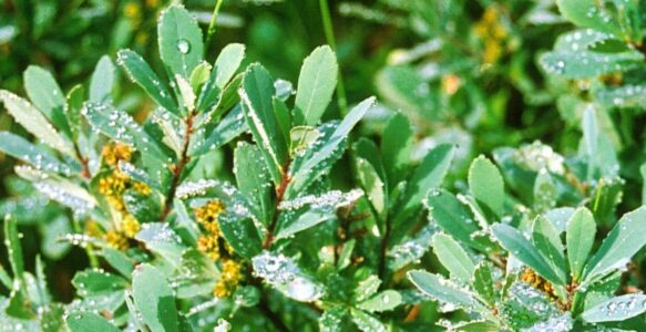 Sweetgale… Wise Old Grandmother