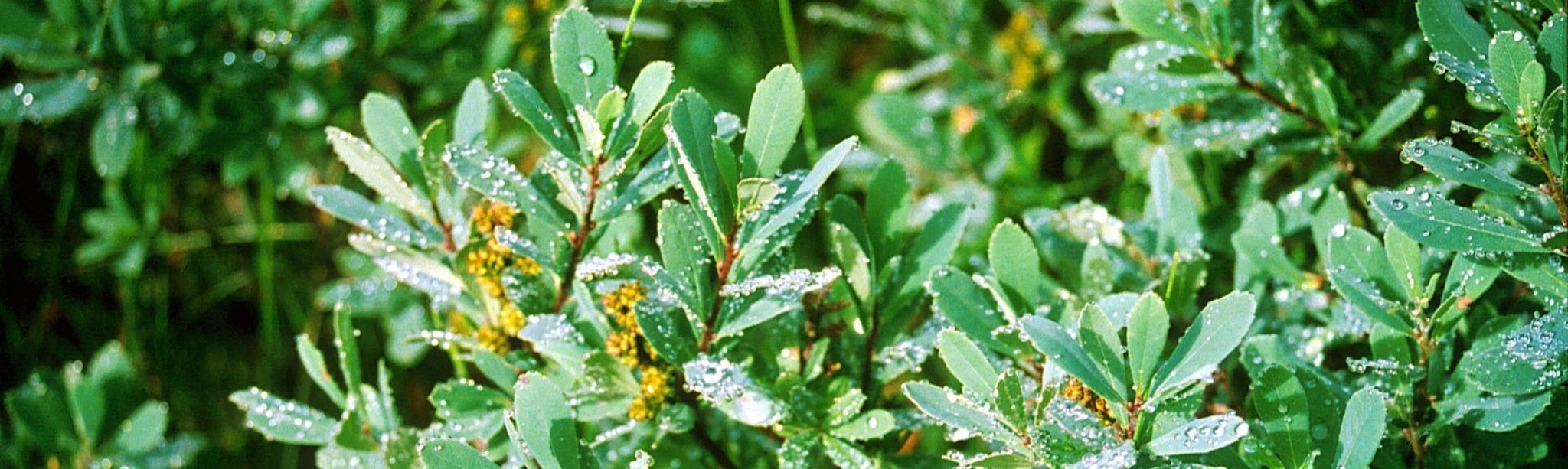 Sweetgale… Wise Old Grandmother