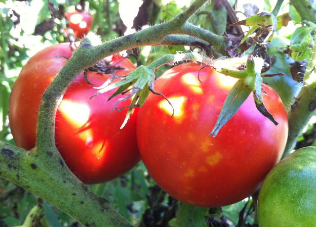 tomatoe2