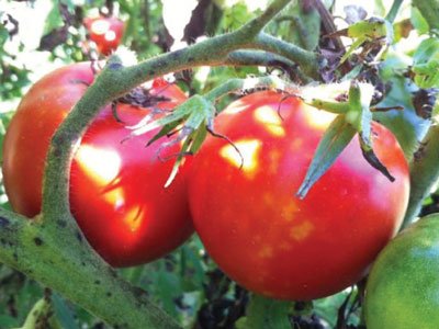 Tomato: The Vine of Hearts