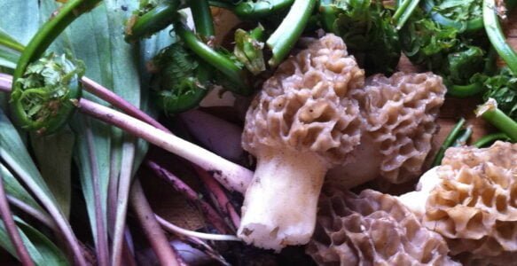 First Session: BACK TO THE GARDEN