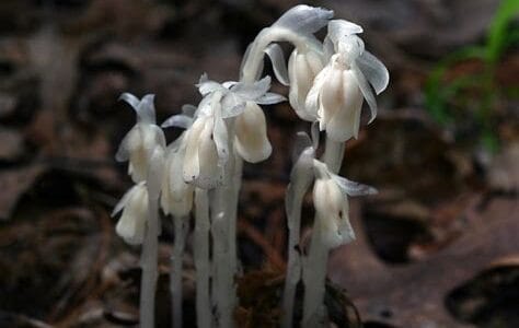 Ghost Pipe, The Otherworldly Herb