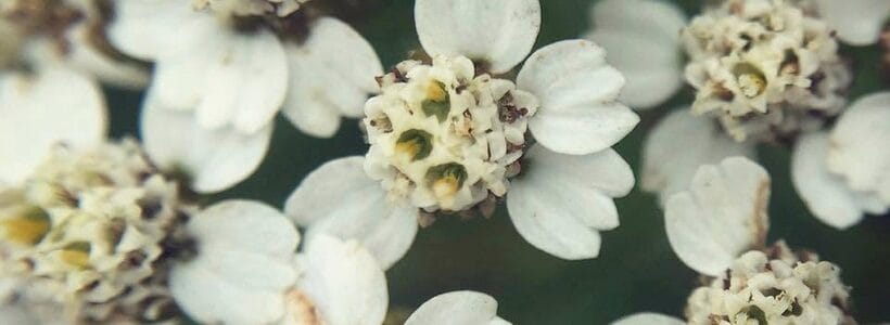 The Accidental Herbalist – Yarrow, St.John’s Wort, Wild Lettuce & Scullcap