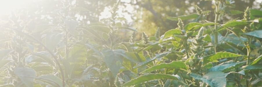 Wildculturing In The Garden: The South Garden Story