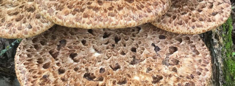 Pheasant Back or Dryad’s Saddle Mushroom Recipes