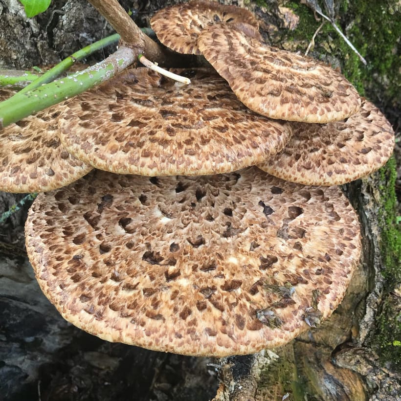 Pheasant Back or Dryad’s Saddle Mushroom Recipes