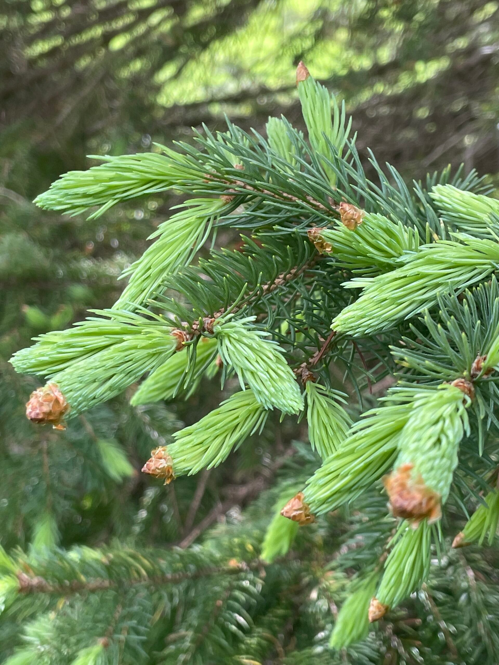 Recipe: Spruce tip salt